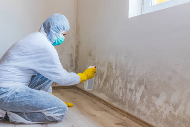 Licensed Basement Mold Remediation service in Cedar Hill, TX - 24 Hour Mold Removal
