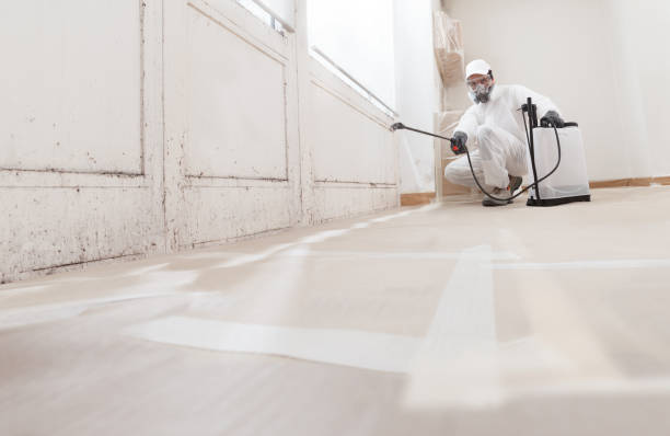24/7 Emergency Basement Mold Remediation experts in Cedar Hill, TX