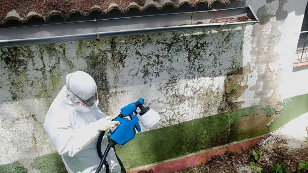 Top rated local Basement Mold Remediation specialists in Cedar Hill, TX